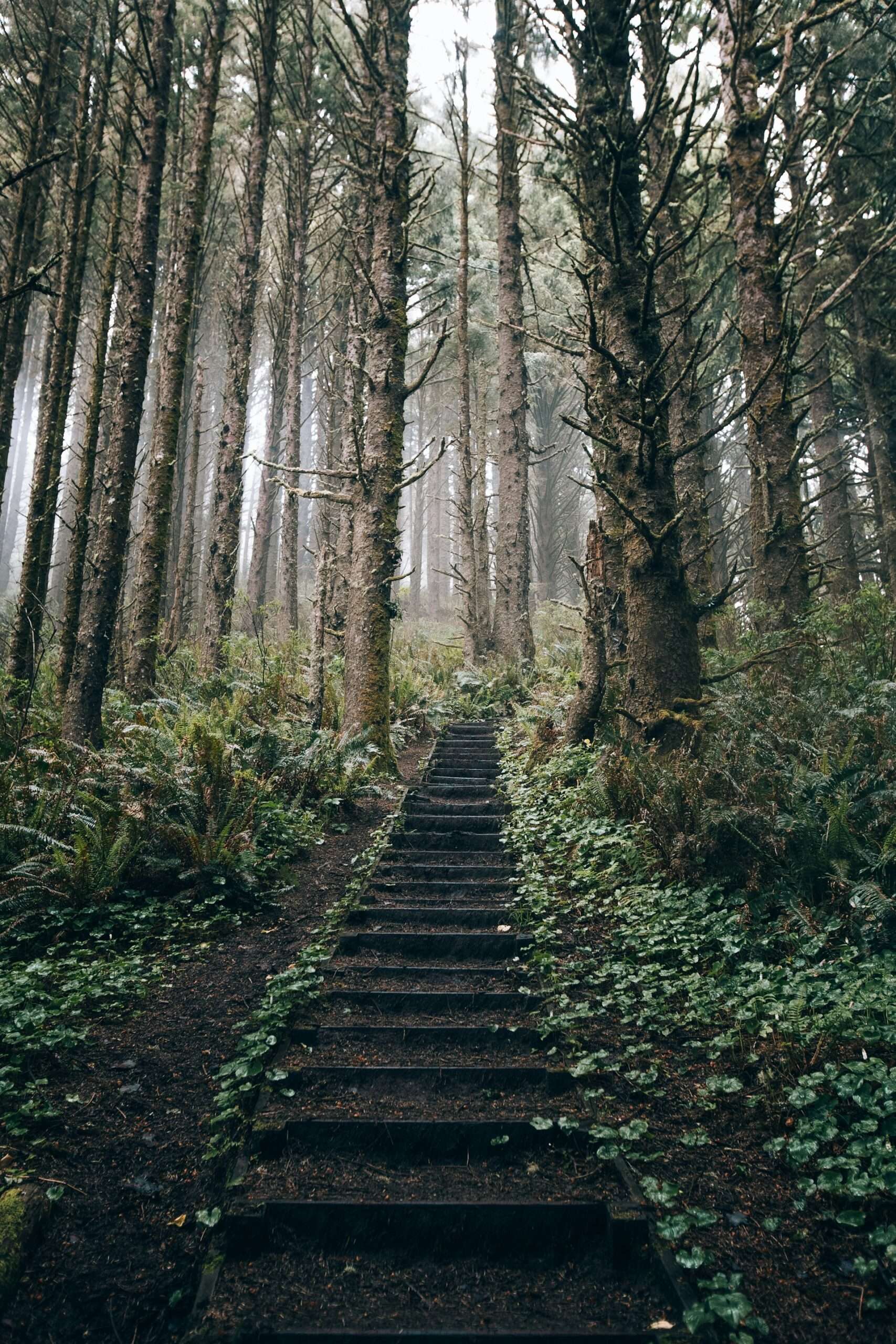 Adult Counselling North Carolina