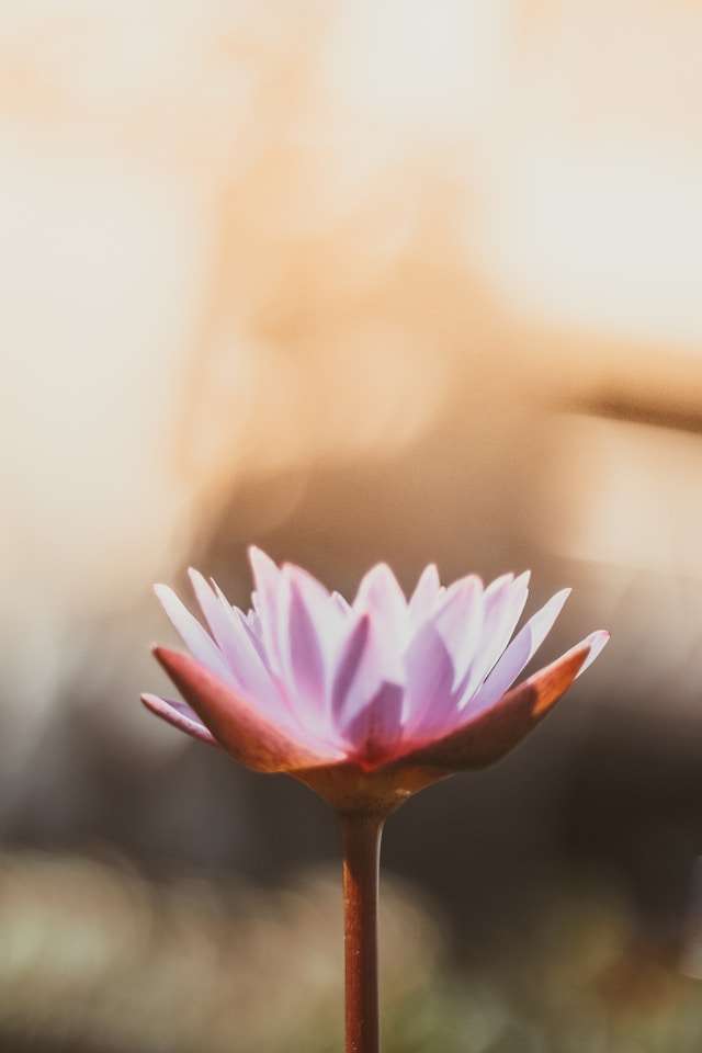 North Carolina EMDR